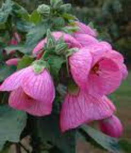 abutilon mov - Imi doresc