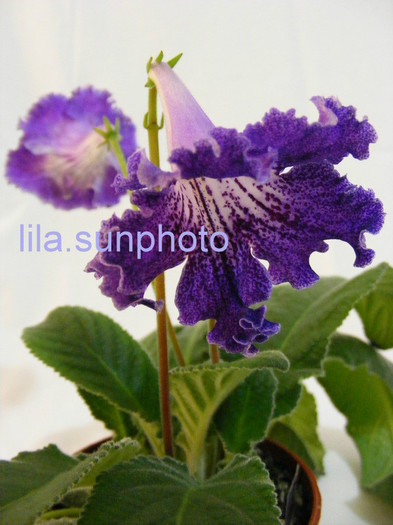  - streptocarpus JUSTA