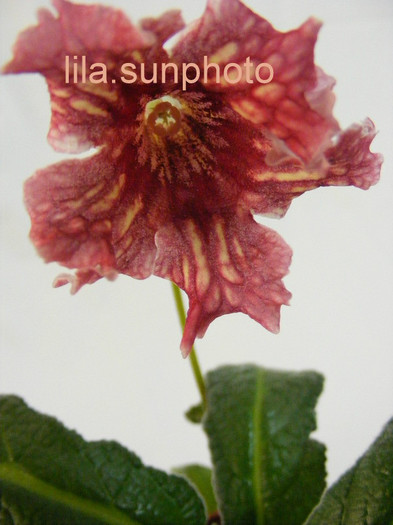  - streptocarpus CYNAMON