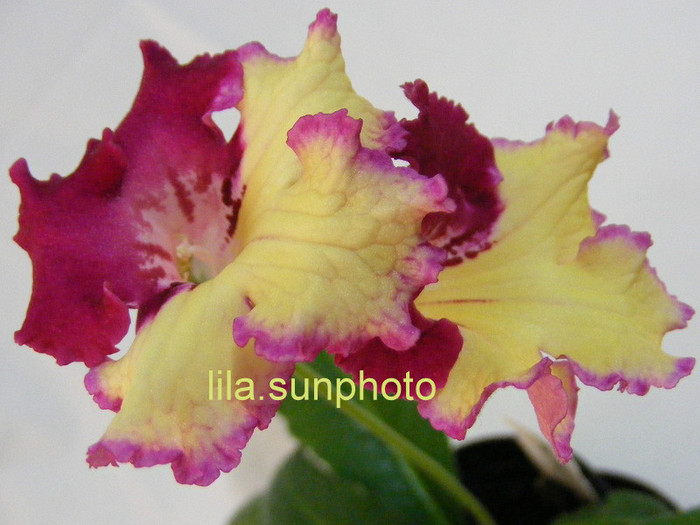  - streptocarpus WOW