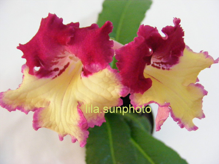  - streptocarpus WOW