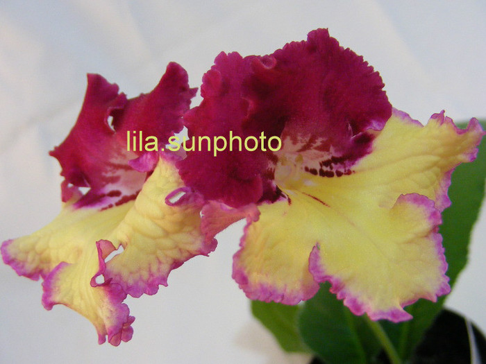  - streptocarpus WOW