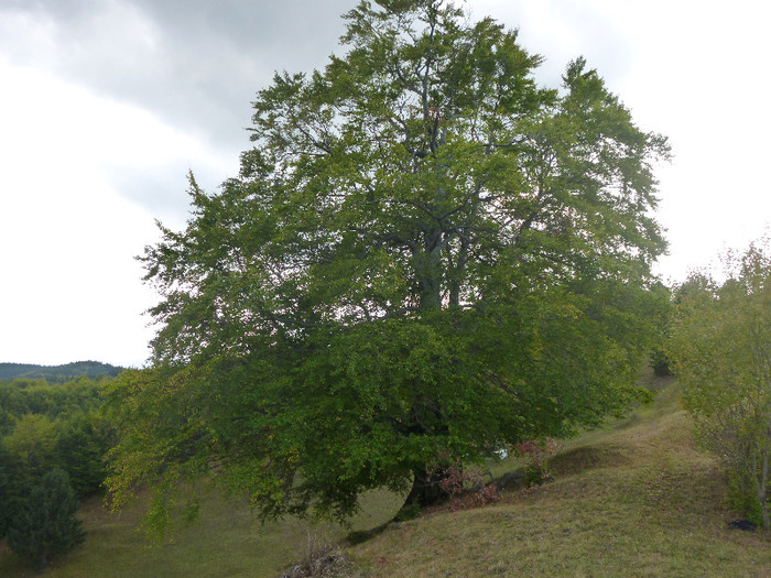 fag; vladelea batran vara
