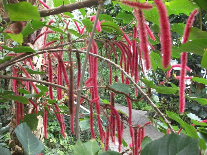 acalypha?? - Gradina botanica si zoo Luisenpark