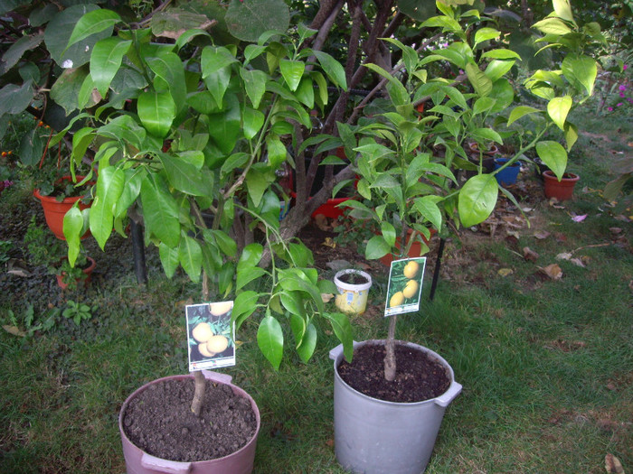 grapefruit si portocal