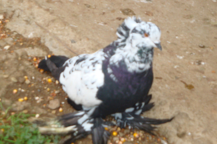 DSC00267