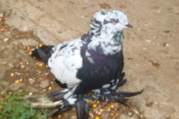 DSC00268
