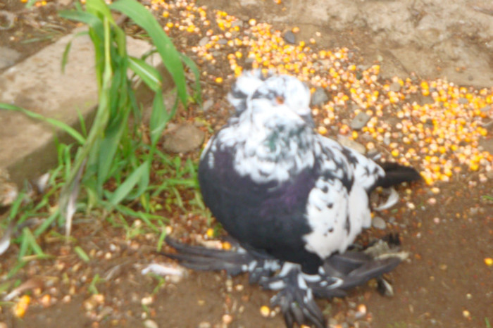 DSC00269