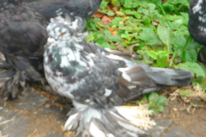 DSC00271