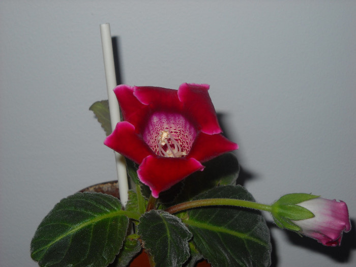 Printesa mea! - 1GLOXINIA-2012