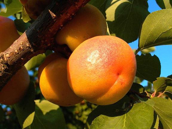 абрикос - pomi fructiferi