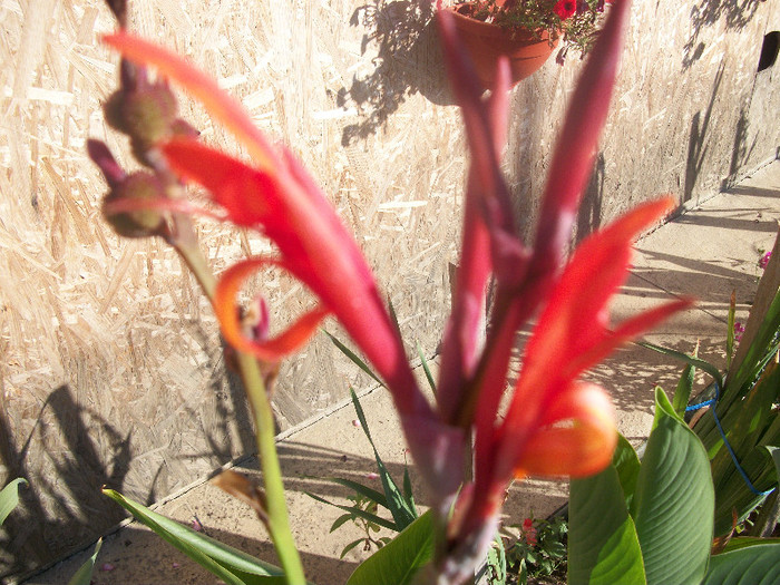 100_4633 - canna 2012