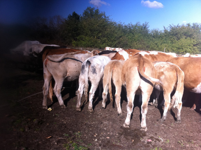 octombrie 2012 - bovine de carne