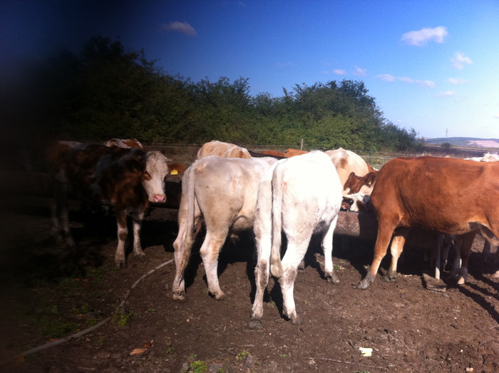 octombrie 2012 - bovine de carne