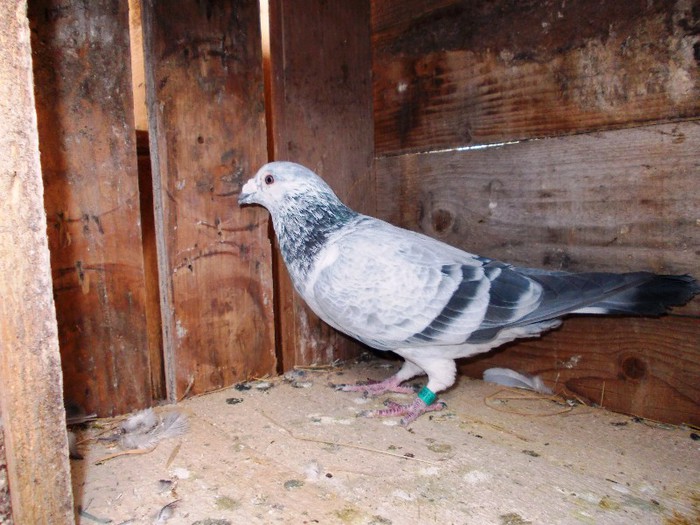 DSCN0578; acesta 300 eur
