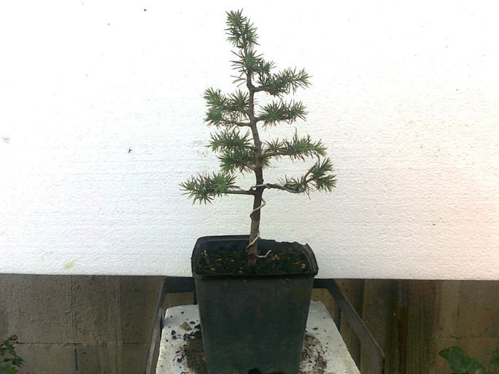 cedru [s] 5ani -2012 - COLECTIE PREBONSAI 2013-2014