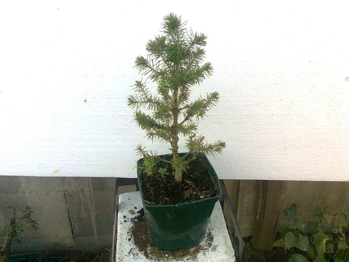 picea conica glauca s.6ani - COLECTIE PREBONSAI 2013-2014