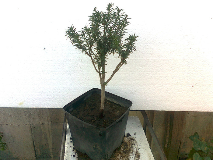 taxus s. 5ani - COLECTIE PREBONSAI 2013-2014