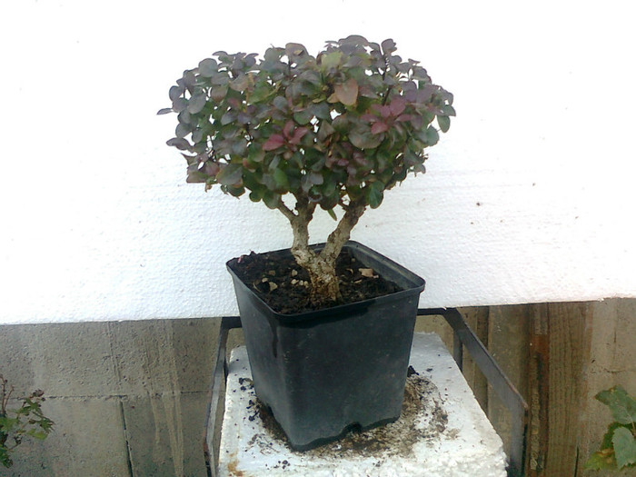 dracila rosie [berberis]8ani - COLECTIE PREBONSAI 2013-2014