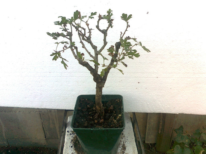 paducel j.6ani - COLECTIE PREBONSAI 2013-2014