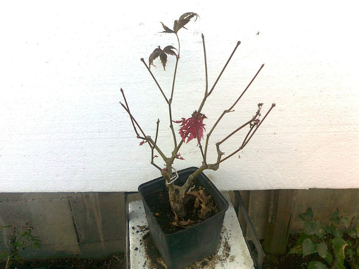 artar japonez rosu j.7ani