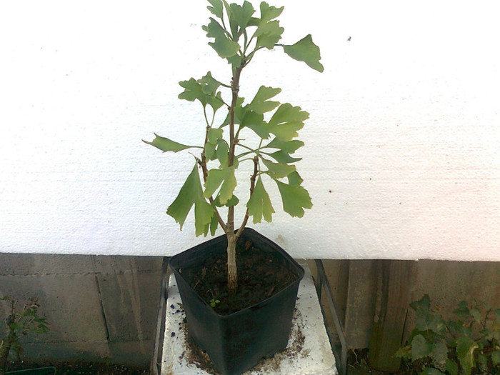ginkgo biloba s. 5ani