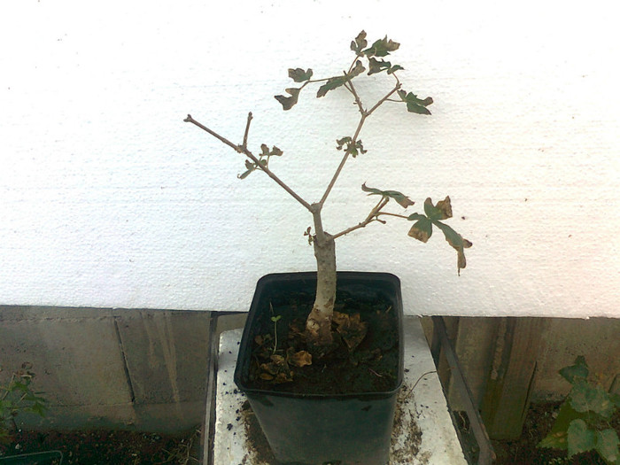 artar de munte j.5ani