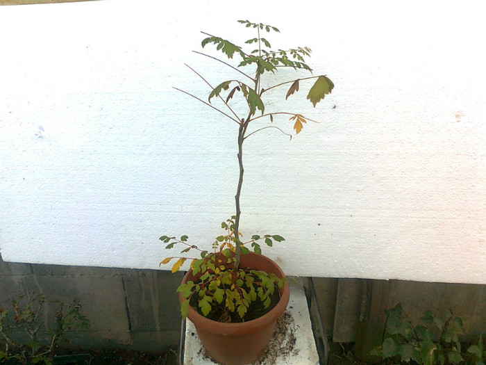 koelreuteria paniculata