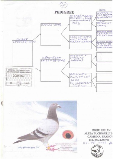 RO 2085157-2012 F Loc 2 AS porumbelsi 40 finala; Pedigree RO 2085157-2012
