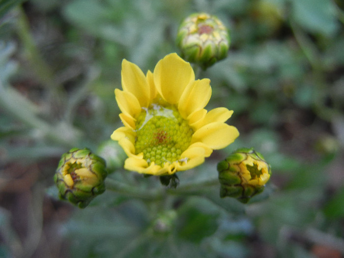 Chrysanth Picomini Yellow (2012, Oct.13) - Chrysanth Picomini Yellow