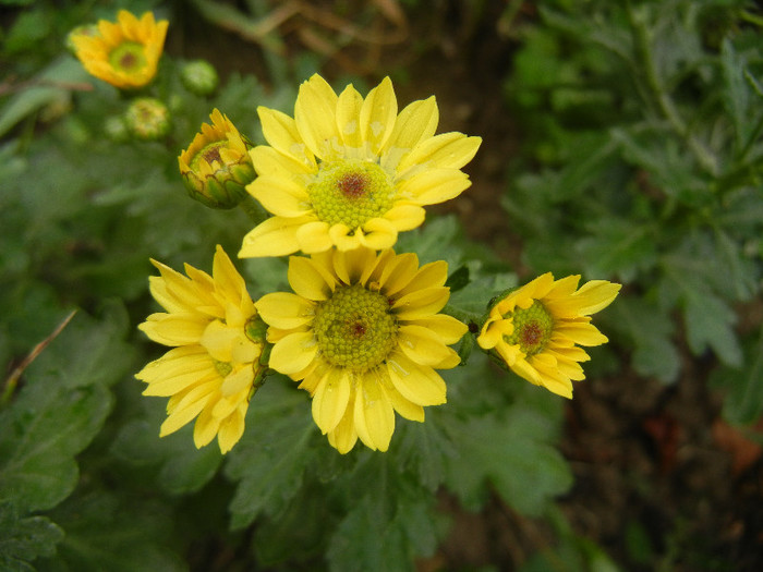 Chrysanth Picomini Yellow (2012, Oct.14) - Chrysanth Picomini Yellow