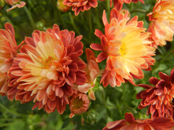 Orange Chrysanthemum (2012, Oct.11) - Orange Chrysanthemum