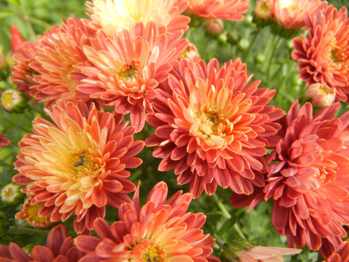 Orange Chrysanthemum (2012, Oct.11)