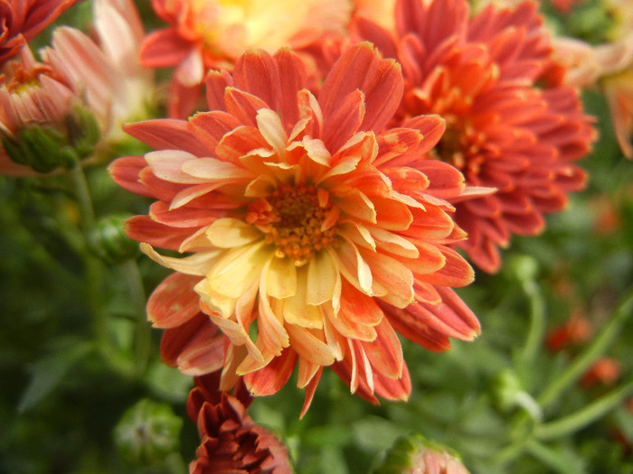 Orange Chrysanthemum (2012, Oct.11)