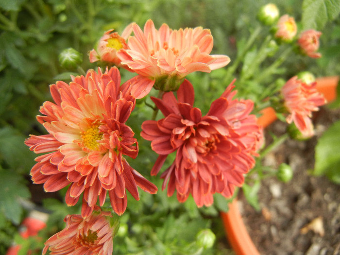 Orange Chrysanthemum (2012, Oct.11)