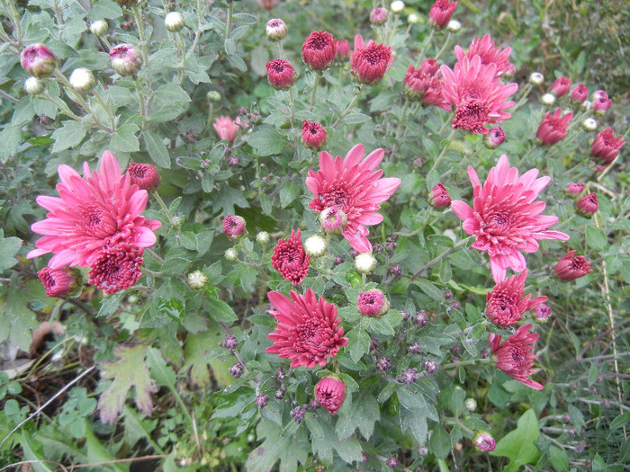 Purple Chrysanthemum (2012, Oct.13)