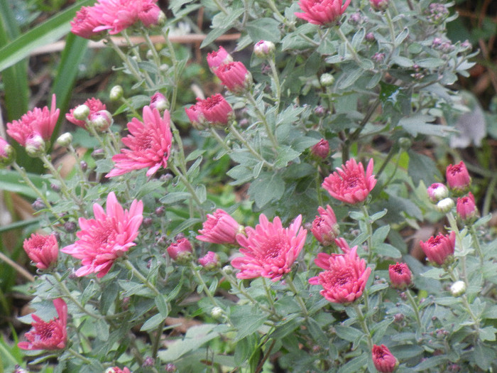 Purple Chrysanthemum (2012, Oct.13)