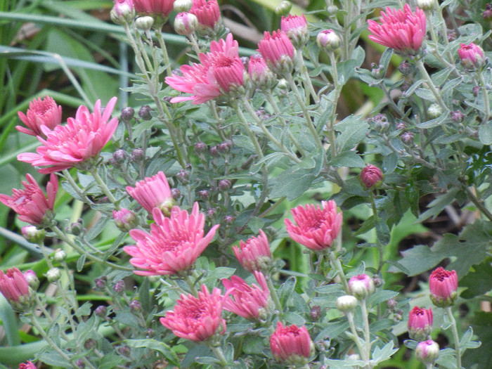 Purple Chrysanthemum (2012, Oct.13)