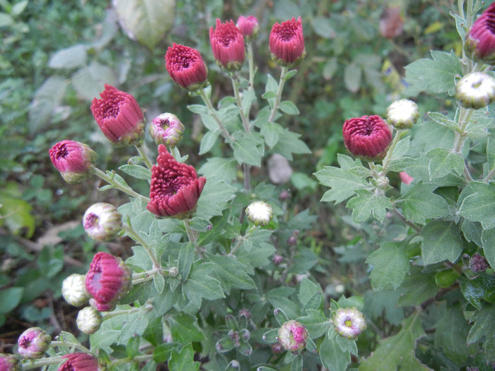 Purple Chrysanthemum (2012, Oct.13)