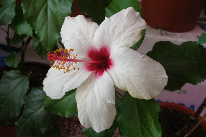 hibiscus Apple Blossom - B-hibiscus-2012 4