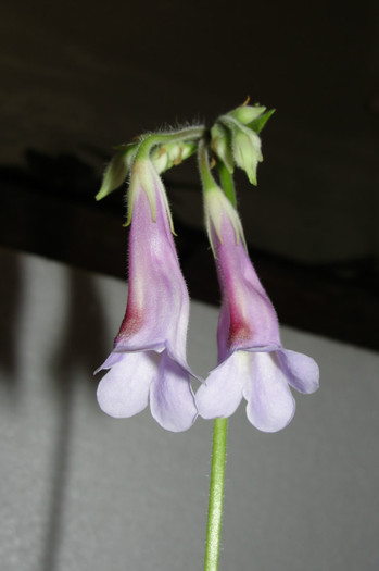 chirita Heterotrichia