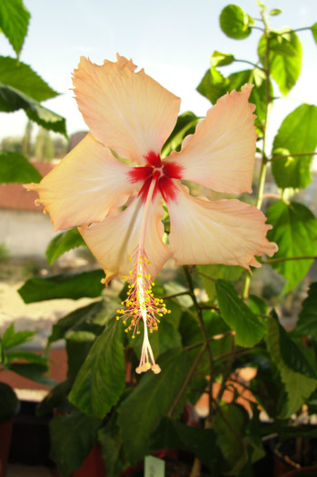 hibiscus Fort de France