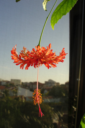 hibiscus Schizopetalus