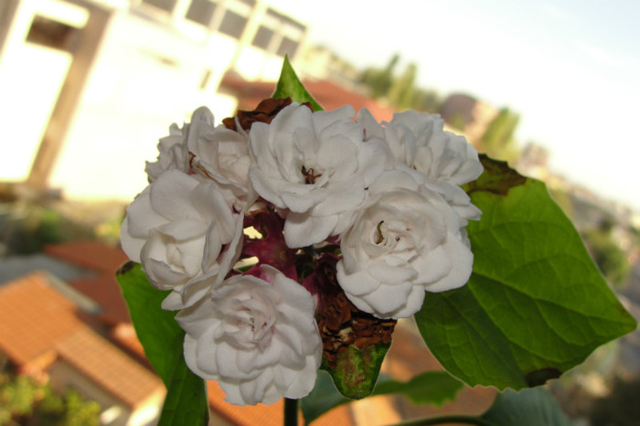  - B-clerodendroni