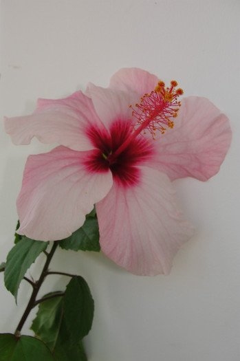 hibiscus Natal - B-hibiscus-2012 4