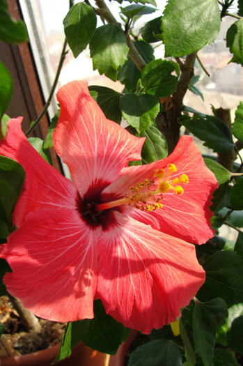 hibiscus Versicolor