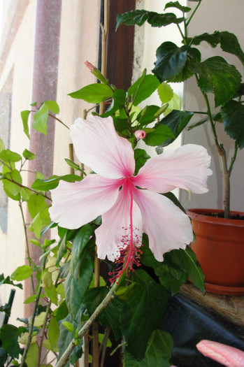 hibiscus Ping Wings