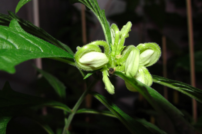 clerodendron Sellengeii - B-clerodendroni