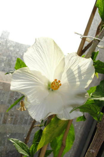 hibiscus Tokio ( se pare ca numele nu este San Remo)