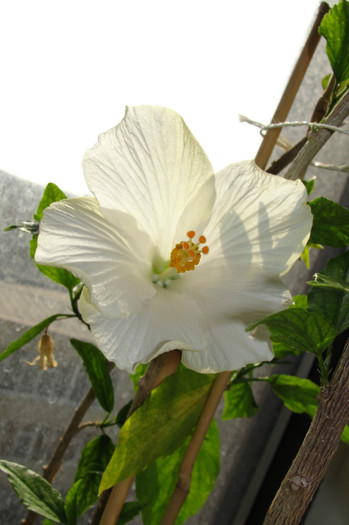 hibiscus Tokio ( nu San Remo)